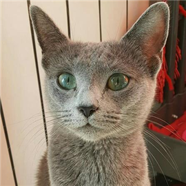 Russian Blue kittens