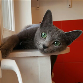 Russian Blue kittens