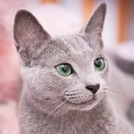 Russian Blue kittens