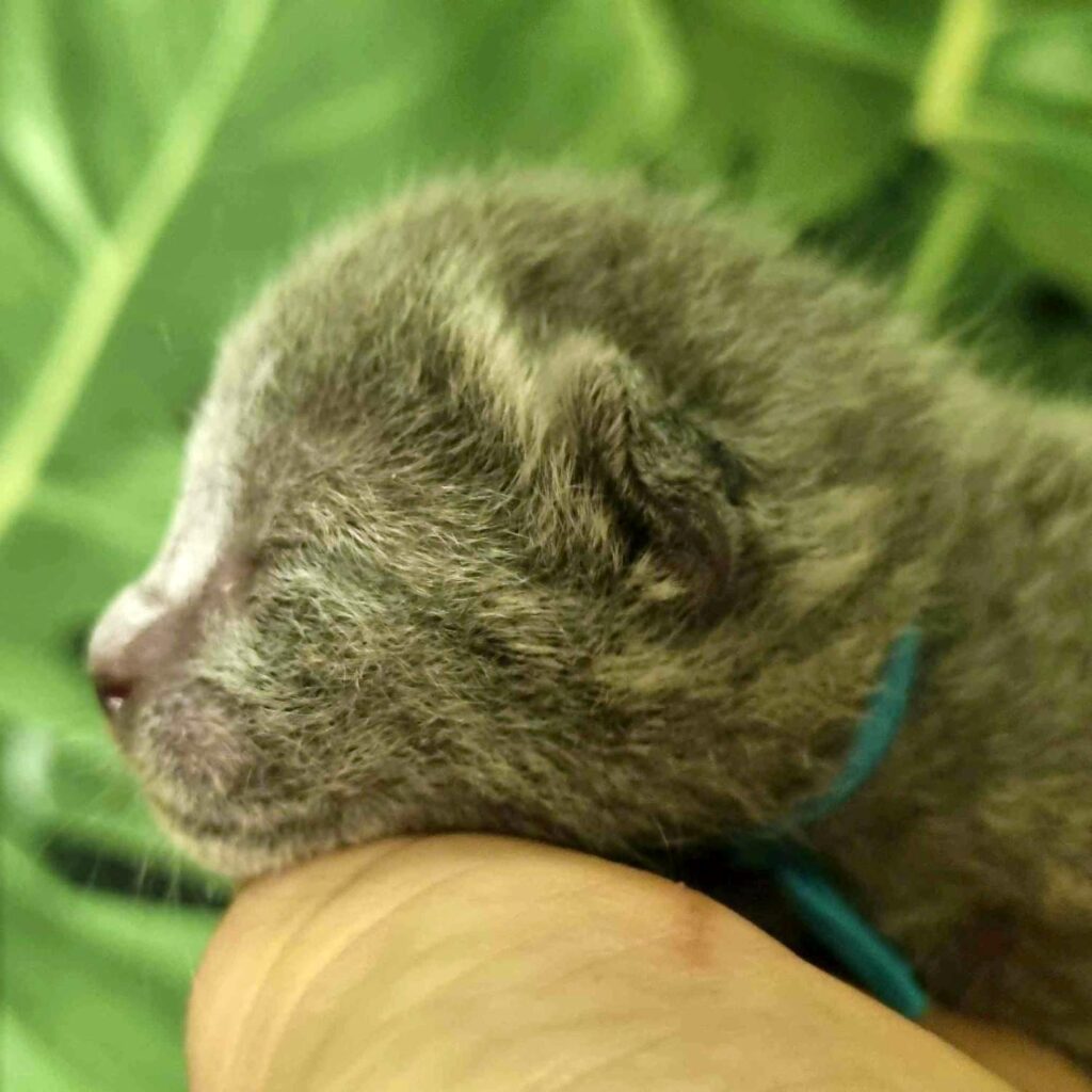 Russian Blue kittens