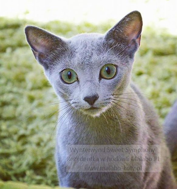 Russian Blue Cat