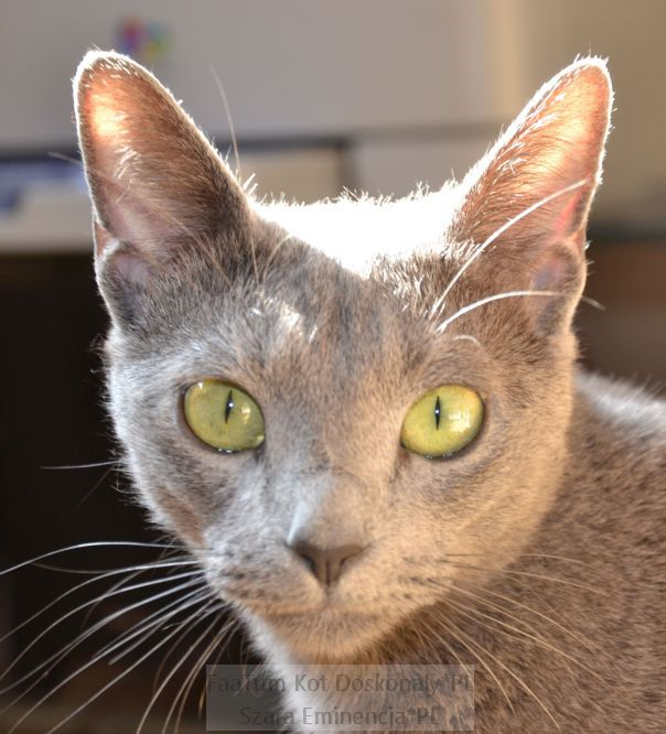 Russian Blue Cat