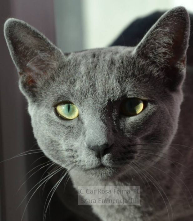 Russian Blue Cat