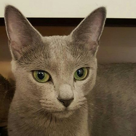 Russian Blue kittens