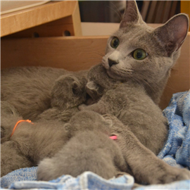 Russian Blue kittens