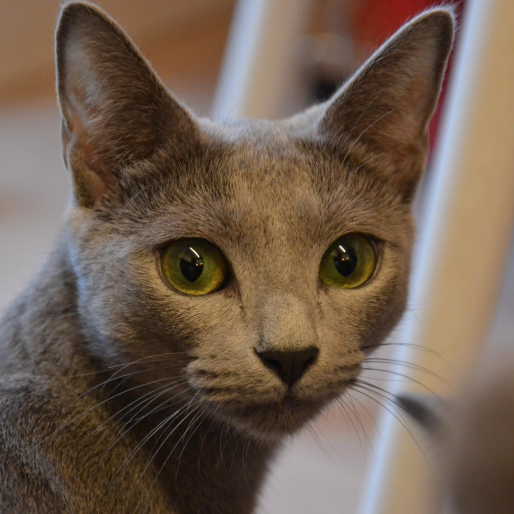 Russian Blue kittens