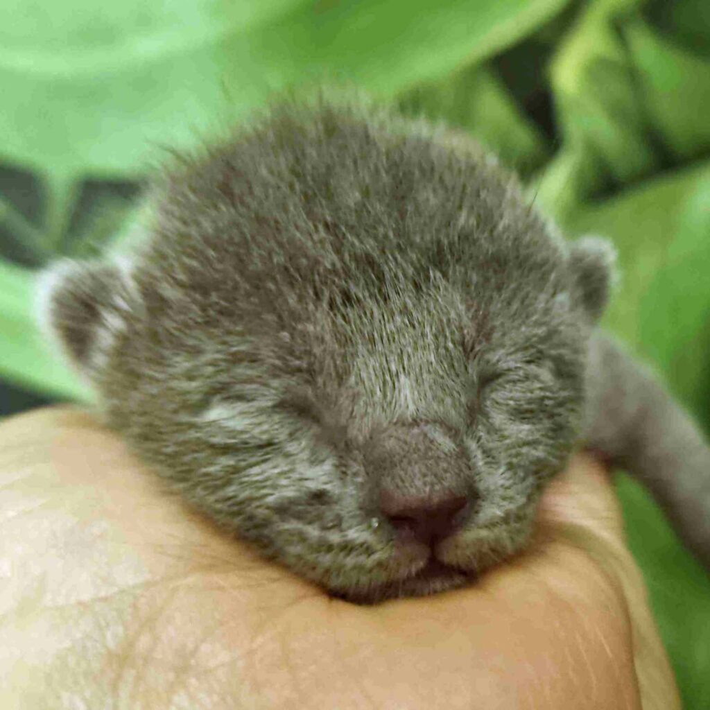 Russian Blue kittens