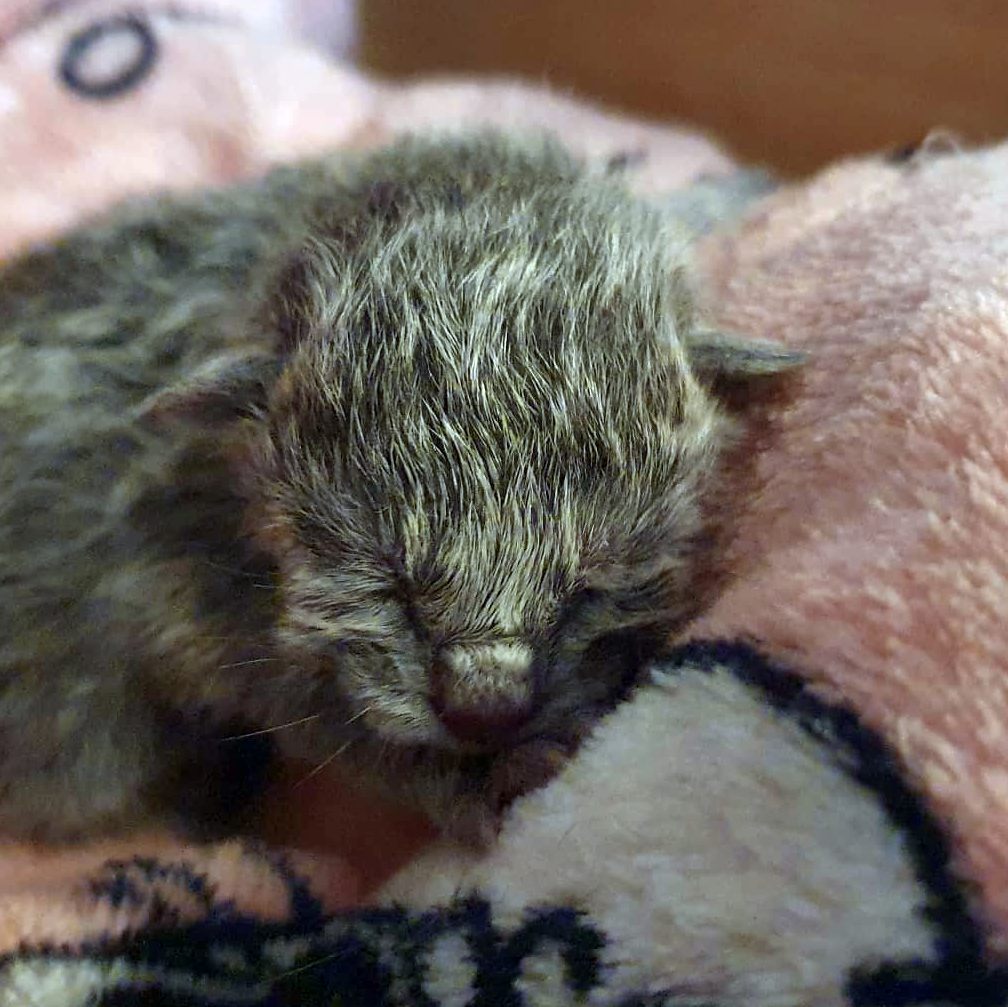 Russian Blue kittens