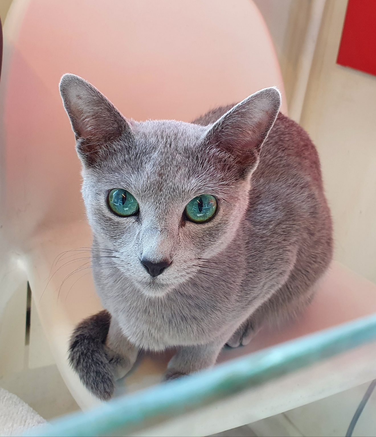 Russian Blue female cat