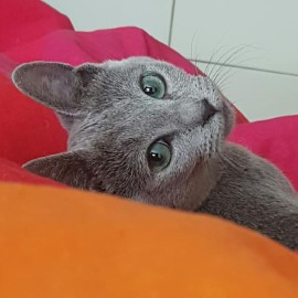 Russian Blue cat from the cattery