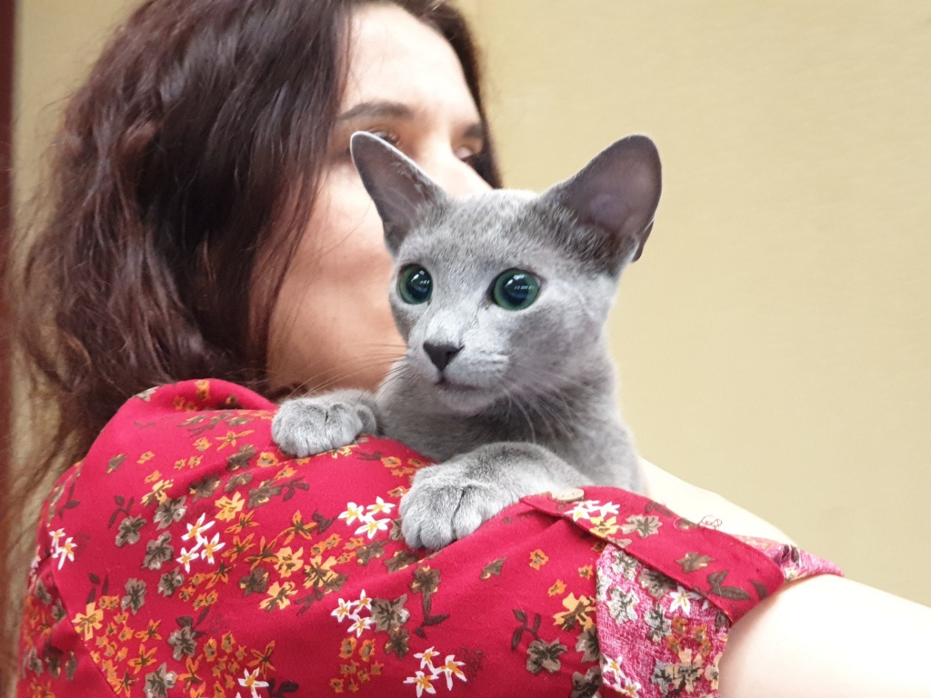 Russian Blue male cat